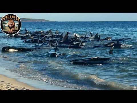 Ballenas Piloto y Orcas: El Enfrentamiento Mortal #animalessalvajes | Reino Animal